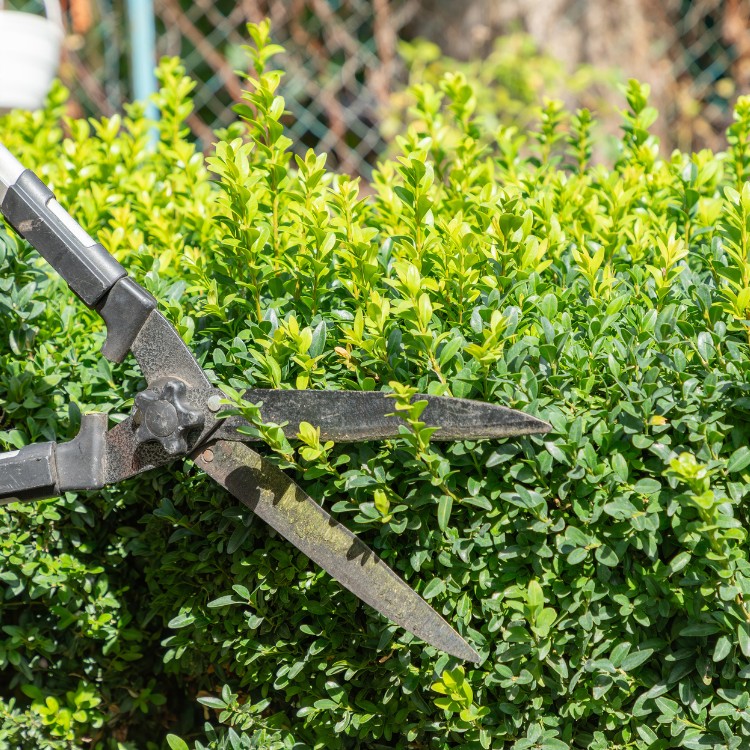 Gardening and Landscaping in Humboldt, IA